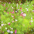 Kim's Garden