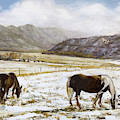 Spring Grazing